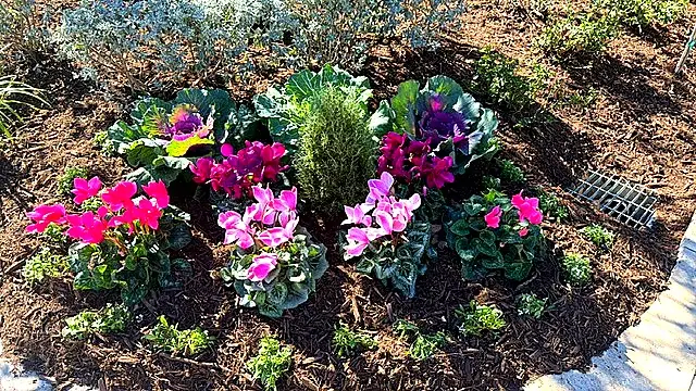 Kale & Cyclamen Detail — Seasonal Color Enhancements
