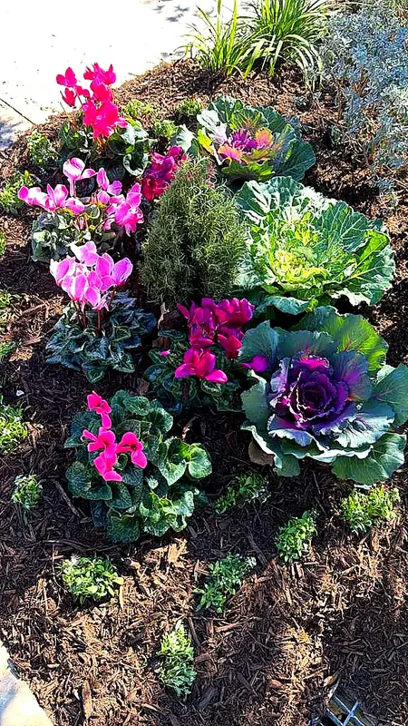 Cyclamen & Ornamental Kale — Seasonal Color Enhancements