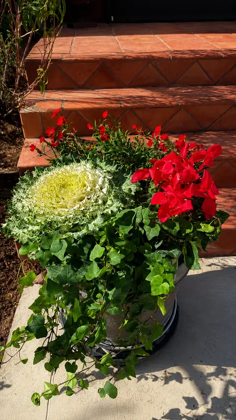 Seasonal color bed with ornamental kale and red blooms — Landscape Design & Maintenance