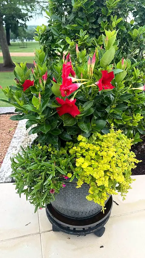 Mandevilla and gold lantana in a mixed planting bed — Landscape Design & Maintenance