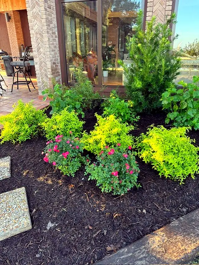 Layered shrub bed with chartreuse and burgundy foliage — Landscape Design & Maintenance