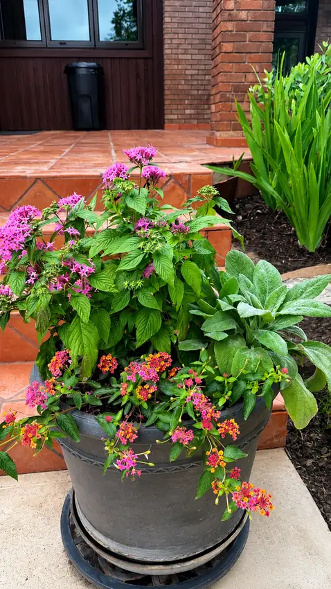Close-up of pink pentas and silver foliage in a container bed — Landscape Design & Maintenance