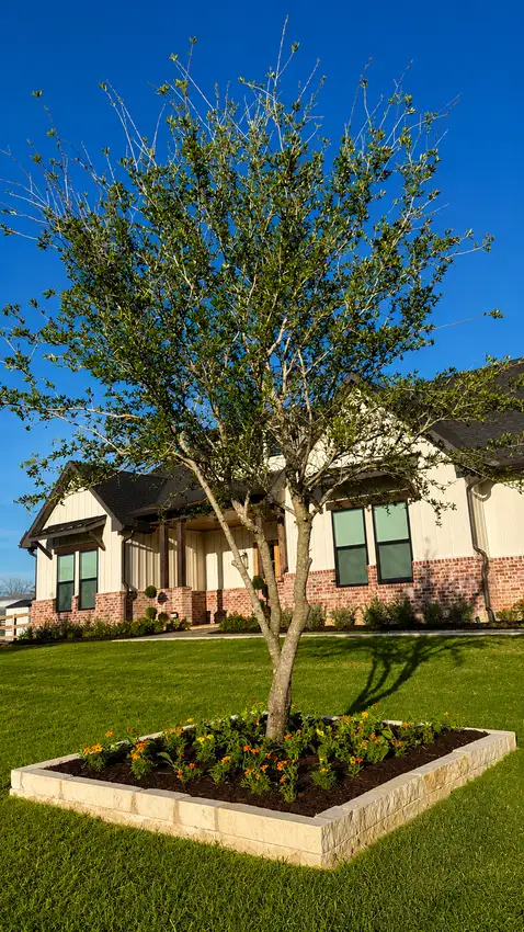 Tree Services