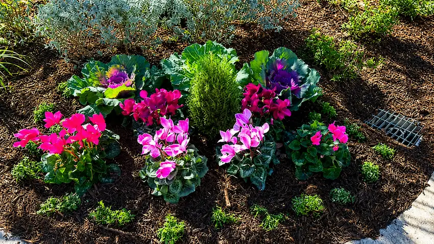 Winter color bed with cyclamen and ornamental cabbage — Landscape Design & Maintenance