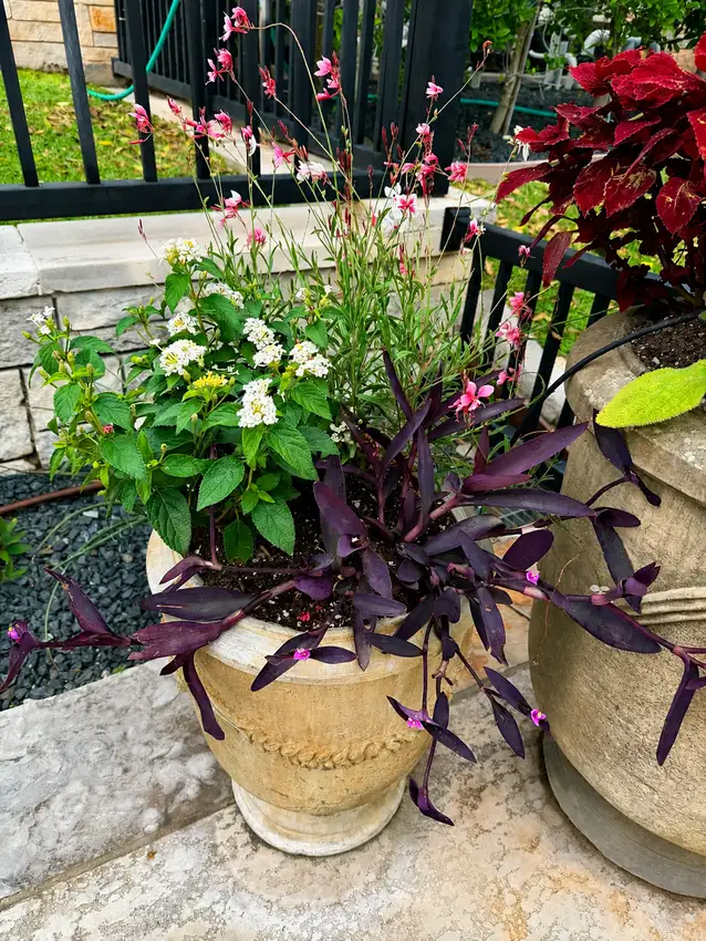 Sculpted shrubs and stone edging on a green metal building — Landscape Design & Maintenance