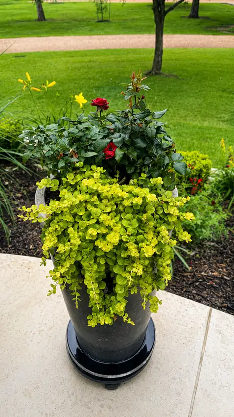 Chartreuse groundcover spilling over a stone planter — Landscape Design & Maintenance