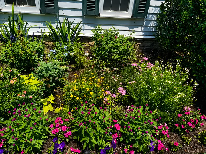 Cottage bed in full summer bloom beside a farmhouse — Seasonal Color Enhancements