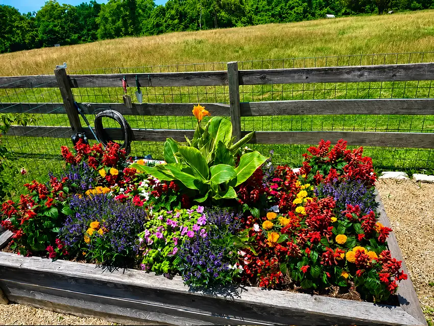 Seasonal color bed along a ranch fence line — Seasonal Color Enhancements