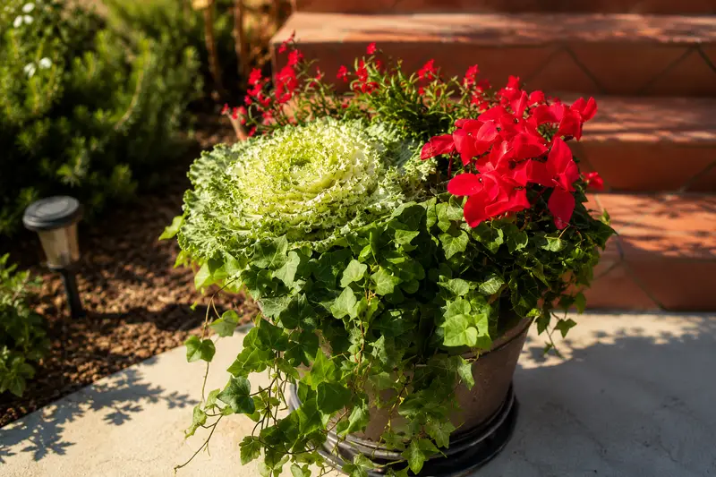 Seasonal Color Enhancements