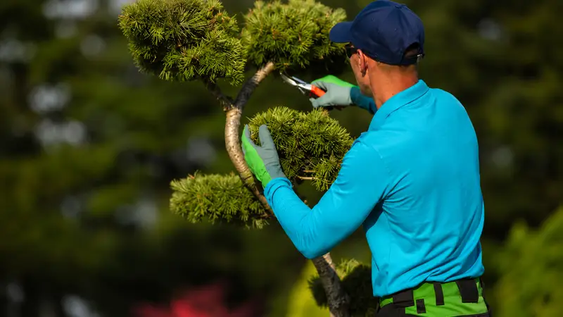 Tree Services
