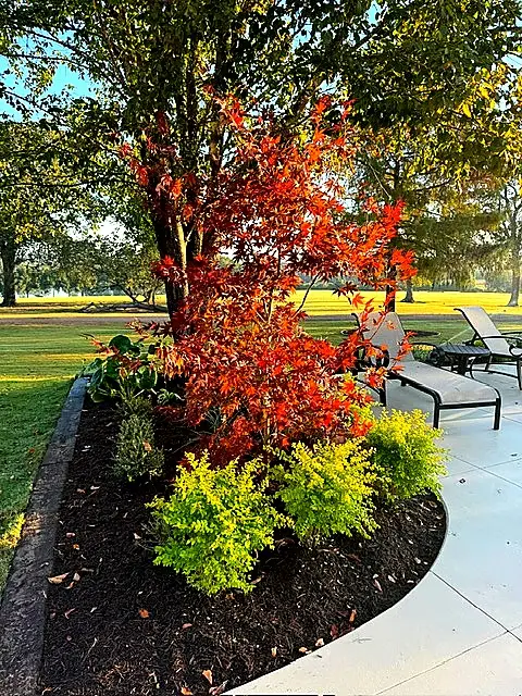 Tree Care & Pruning